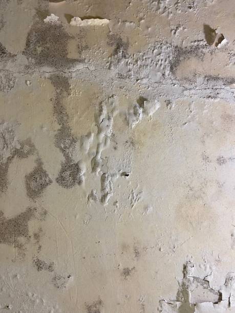 Best Post-Flood Mold Remediation in Beavercreek, OR